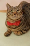 水引アクセサリー　猫の首輪
